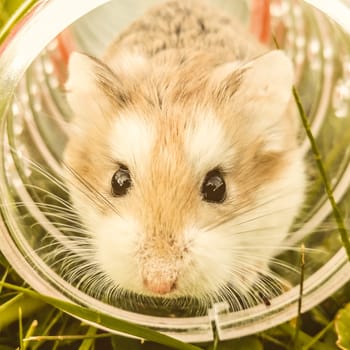 A homemade hamster in a cage in a wheel. Domestic rodents.