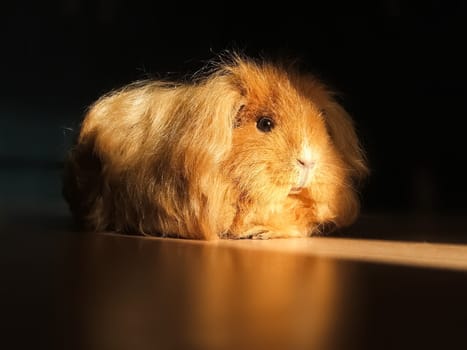 Homemade hamster, cute home rodent. Homemade hamster, cute home rodent.