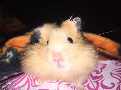 Homemade hamster, cute home rodent. Homemade hamster, cute home rodent.