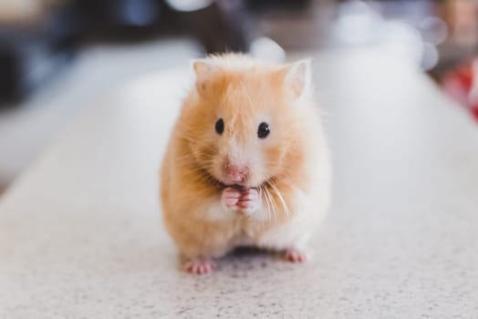 Homemade hamster, cute home rodent. Homemade hamster, cute home rodent.