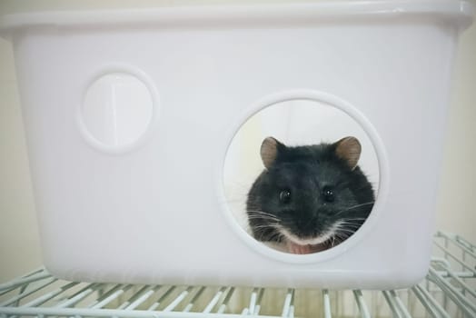 Homemade hamster, cute home rodent. Homemade hamster, cute home rodent.