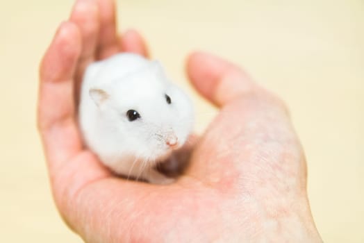 domesticated hamster in the human hand. homemade rodent.