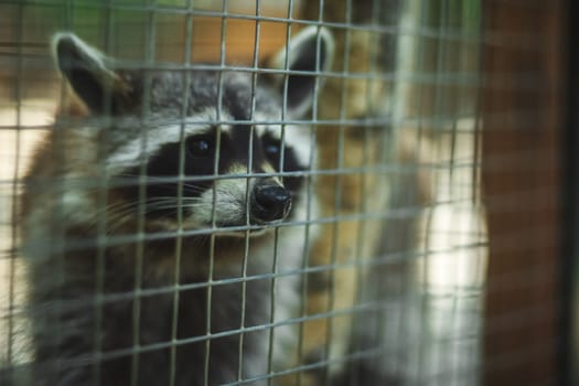 The raccoon sticks its nose through the cage. Raccoon at the zoo.