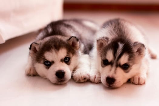 Husky puppies. Two little dog puppies. Husky puppies. Two little dog puppies.