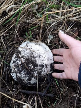 The white mushroom is champignon on the ground. A woman's hand takes a mushroom.
