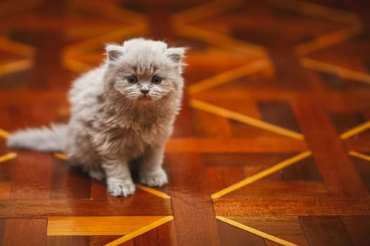 Grey fluffy kitten on the floor. A pet kitten.