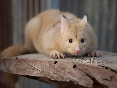 Homemade hamster, cute home rodent. Homemade hamster, cute home rodent.