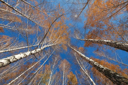 view up in the birch autumn forest. yellow birch leaves against the blue sky.
