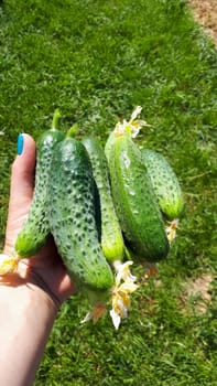 Green cucumbers in a woman's hand. Harvest from the bed.