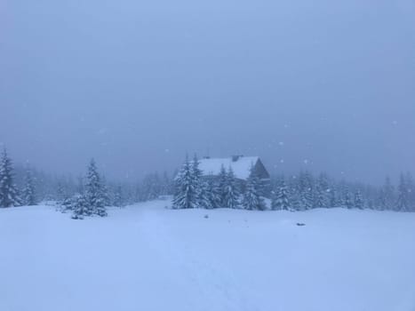The village house is alone in the taiga. Winter. Snow is in the taiga, eaten in snow and snowdrifts.