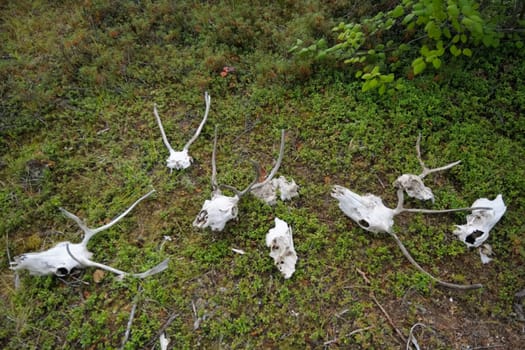 Skulls of deer with antlers lie on the ground. The skull of a deer.