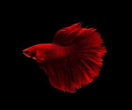 Siamese fighting fish or Betta splendens fish, popular aquarium fish in Thailand. Super Red half moon tail betta fighting fish motion isolated on black background