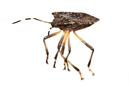 Bug Extreme Close Up, studio shot of vermin isolated with white background