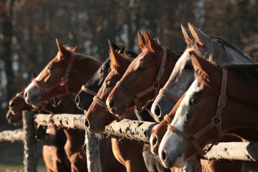 The mare looks at the other horses in the morning