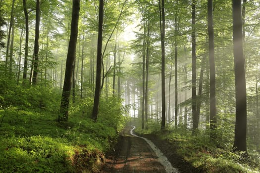 Country road through the spring forest on a misty weather in the morning
