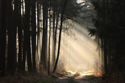 The sun's rays hit the forest path on a misty December morning