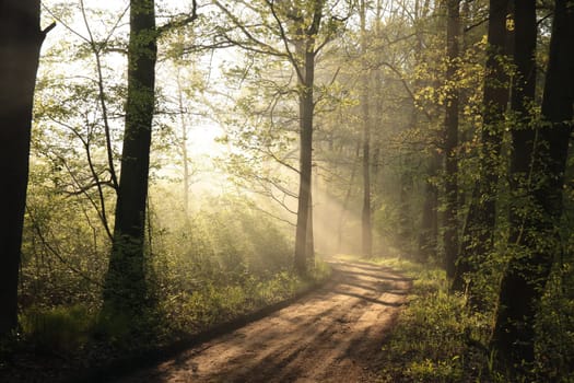 Country road through the spring forest at sunrise