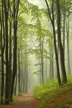 Trial in spring beech forest surrounded by fog