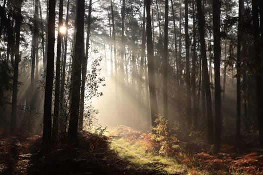 The sun's rays hit the forest path on a misty December morning