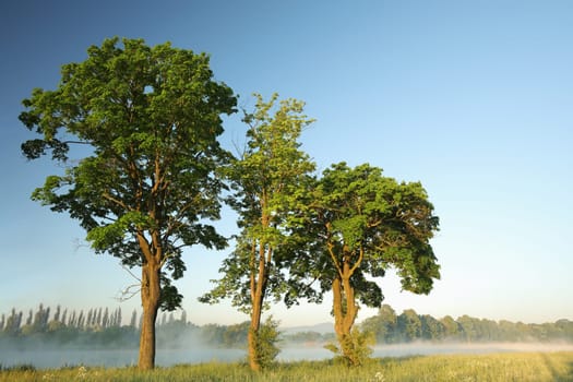 Spring trees on the edge of the lake at dawn