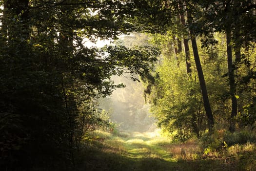 Rural road through the forest at sunrise