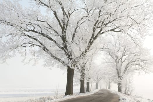Frosty winter trees on a cloudless morning