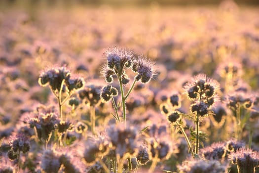 Lacy phacelia (Phacelia tanacetifolia) during sunrise