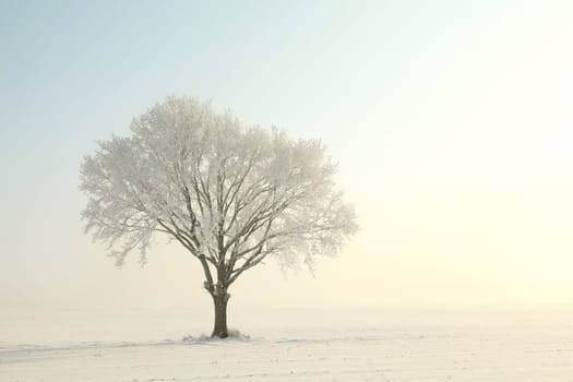 Frosty winter tree in the field on a cloudless morning