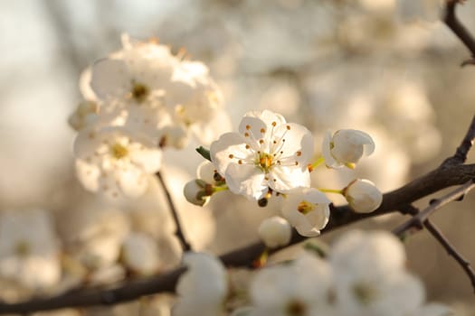 Spring flowers blooming on a tree at dawn