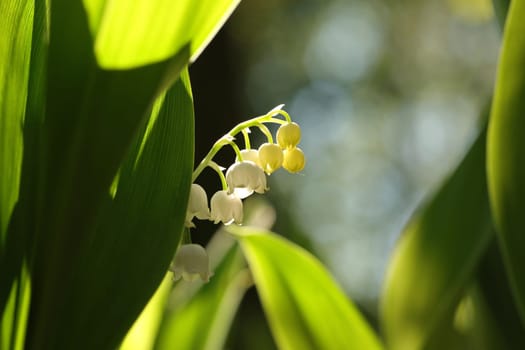 Lily of the valley in the forest