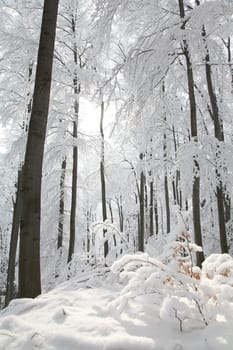 Frosty winter trees on a cloudless morning