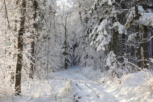 Winter rural road between the trees covered with frost at dawn