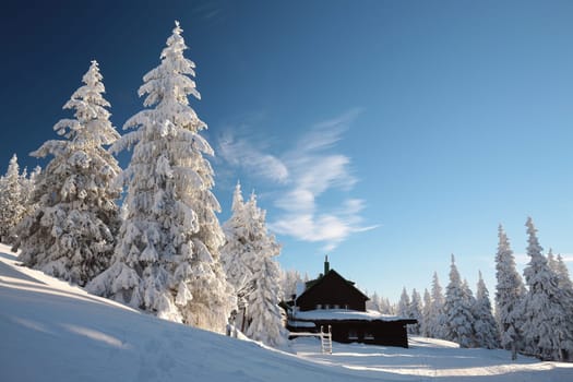 Spruce trees covered with snow on the mountain top against the blue sky at dusk