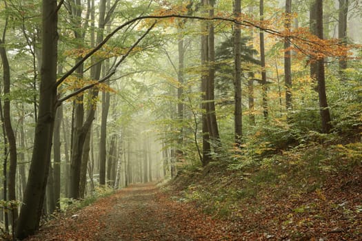 A trail among beech trees through an autumn forest in a misty rainy weather
