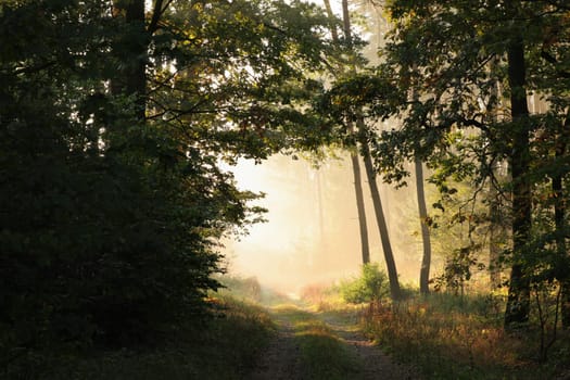 Rural road through the forest at sunrise