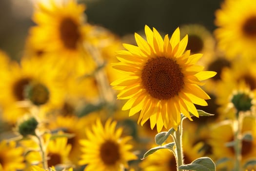 Sunflower - Helianthus annuus in the field at dusk