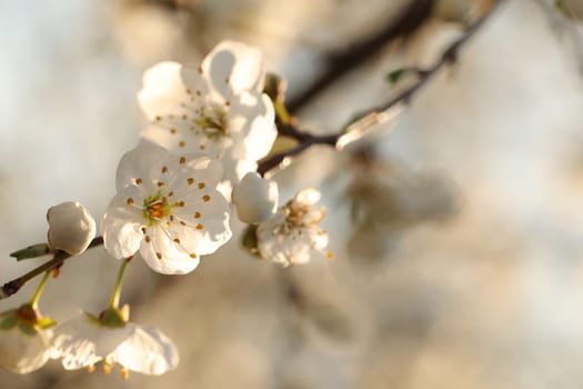 Spring flowers blooming on a tree at dawn