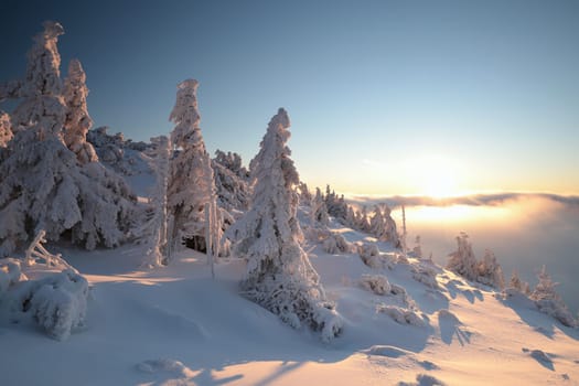 Spruce trees covered with snow on the mountain top
