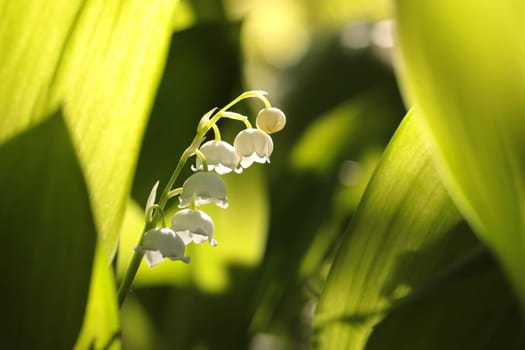 Lily of the valley in the forest
