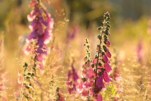Purple foxglove - Digitalis purpurea during sunrise