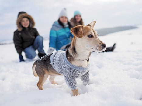 family walks the small dog in woolen clothes in the snow during winter time