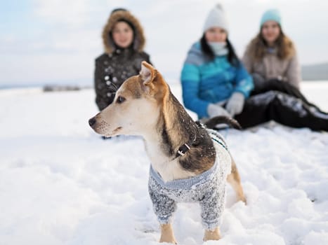family walks the small dog in woolen clothes in the snow during winter time