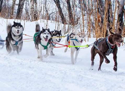 The sled dog race on snow in winter