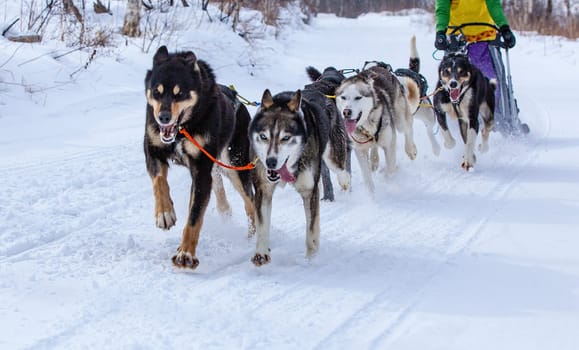 The musher hiding behind sleigh at sled dog race on snow in winter