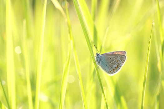 Common Blue Butterfly in the meadow at sunrise