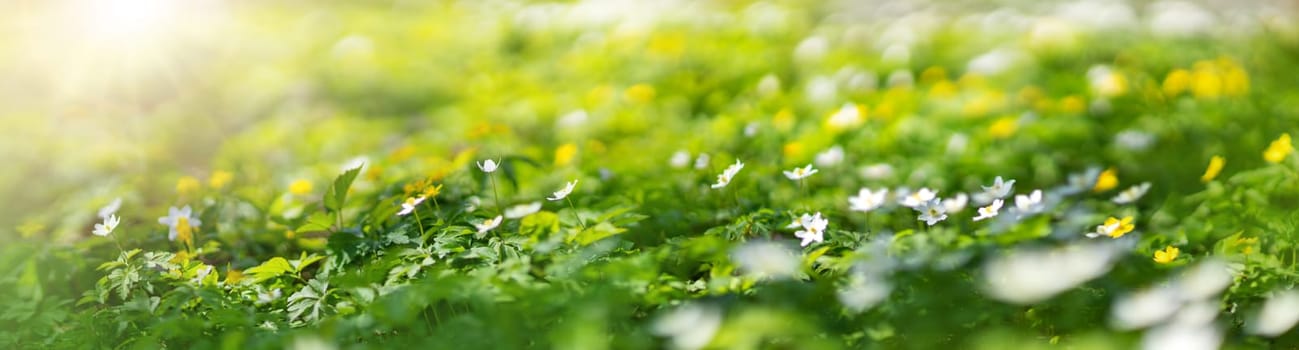 Woodland with a lots of white and yellow spring wild flowers in sunny day. Forest in springtime in nature.