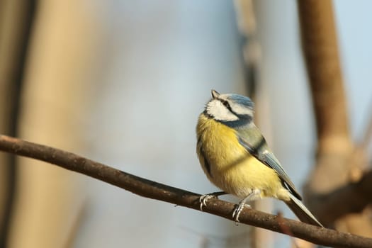 Blue tit - Parus caeruleus on a twig in the morning