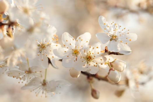 Spring flowers blooming on a tree at dawn