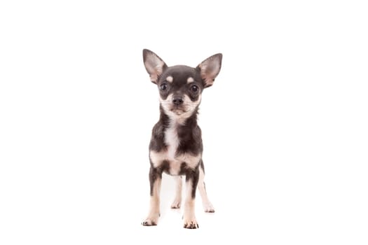 Studio shot of a Chihuahua puppy isolated over white background