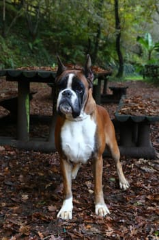 Awesome young boxer on a park in autumn